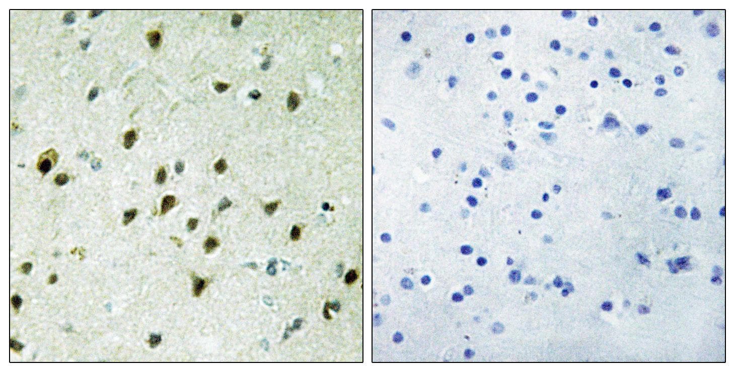 MXD4 Antibody