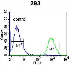 IHC-plus™ Polyclonal Rabbit anti-Human HOPX / HOP Antibody (aa39-67, IHC, WB)