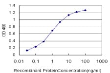 Monoclonal Mouse anti-Human MYBL2 Antibody (clone 4B4, WB)