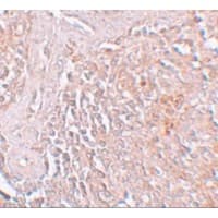 Polyclonal Rabbit anti-Human SLC39A8 / ZIP8 Antibody (IHC, IF, WB)