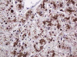 PCNA Antibody (clone OTI3D6)