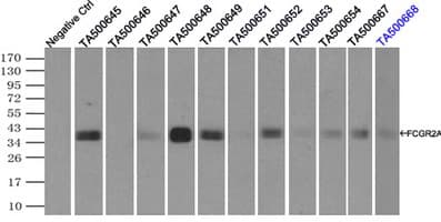 CD32A Antibody (clone OTI20D1)