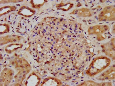 SPTBN1 / ELF Antibody