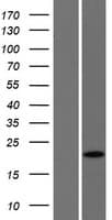 Human SPRYD7 / C13orf1 Protein (Over-Expression Lysate Myc-DDK (Flag))