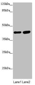 Polyclonal Rabbit anti-Human SERPINB6 / PI-6 Antibody (IHC, WB)