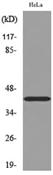 Polyclonal Rabbit anti-Human PPID / Cyclophilin D Antibody (WB)