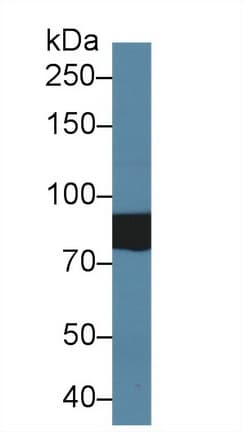 SLC26A8 / TAT1 Antibody (aa664-970)
