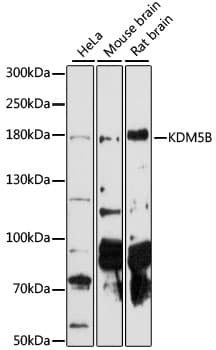 KDM5B / JARID1B Antibody