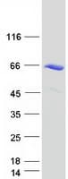 Human RAD23A / HHR23A Protein (Recombinant Myc-DDK (Flag))