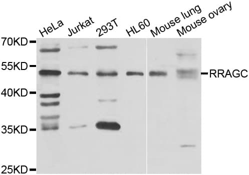 RRAGC / RAGC Antibody