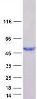 Human HENMT1 Protein (Recombinant Myc-DDK (Flag))