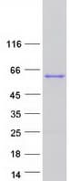 Human EBF4 Protein (Recombinant Myc-DDK (Flag))