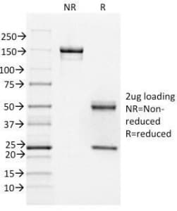 FOXA1 Antibody (clone FOXA1/1518, Azide-free, BSA-free)