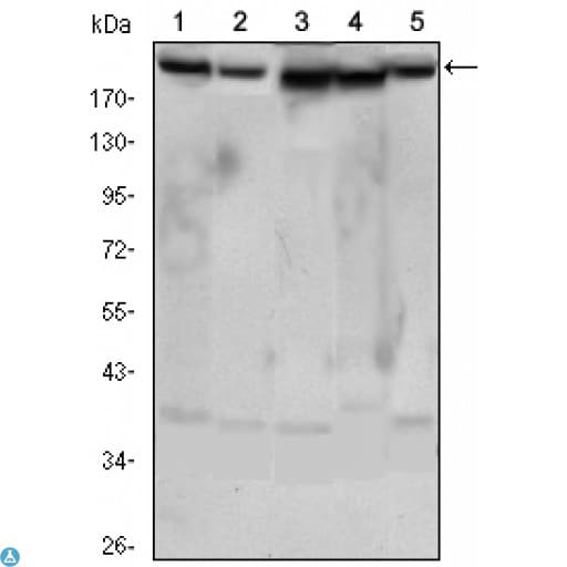 RICTOR Antibody