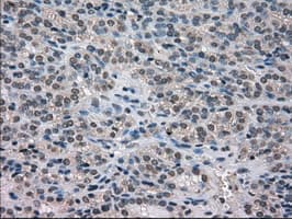 NEK6 Antibody (clone OTI5D7)