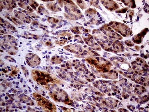 PCMT1 Antibody (aa60-285, clone OTI2A9, Carrier-free)