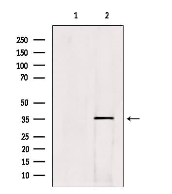 HOXC13 Antibody