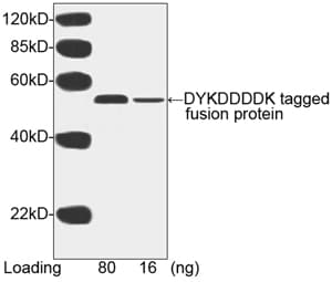 DYKDDDDK Tag Antibody (clone 5A8E5, HRP)