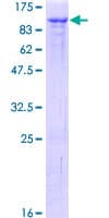 Human GMEB1 Protein (Recombinant GST)