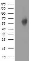 EXD1 Antibody (clone OTI4G1)