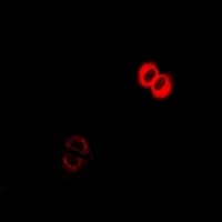 COG2 Antibody