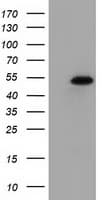 SNTA1 / Syntrophin Alpha 1 Antibody (clone OTI1C7)