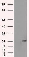 RPA2 / RFA2 / RPA34 Antibody (clone OTI1H10)