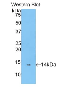 PIN4 Antibody (aa23-130)