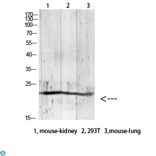 GREM2 / Gremlin 2 Antibody