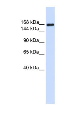 Polyclonal Rabbit anti-Human LAMC1 / Laminin Gamma 1 Antibody (aa1404-1453, IHC, WB)