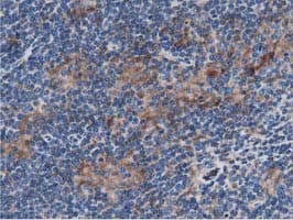 SQSTM1 Antibody (clone OTI4A12, Carrier-free)