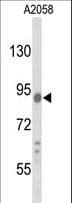 COG4 Antibody (aa757-785)