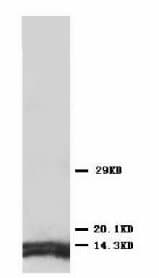ATP5J Antibody (Internal)
