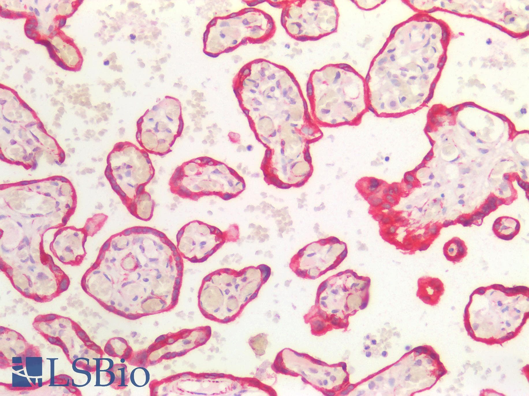 PathPlus™ KRT18 / CK18 / Cytokeratin 18 Antibody