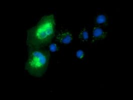Monoclonal Mouse anti-Human SNTA1 / Syntrophin Alpha 1 Antibody (clone OTI1H10, IF, WB)
