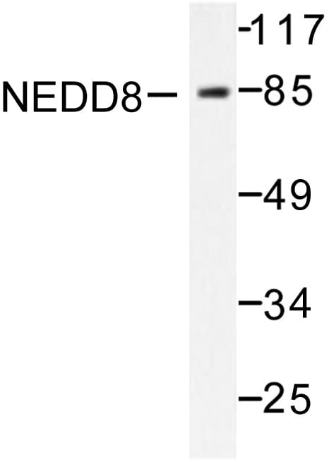 NEDD8 Antibody (Asp21)