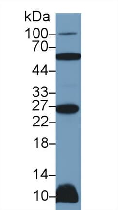 TNFSF12 / TWEAK Antibody (aa65-247)