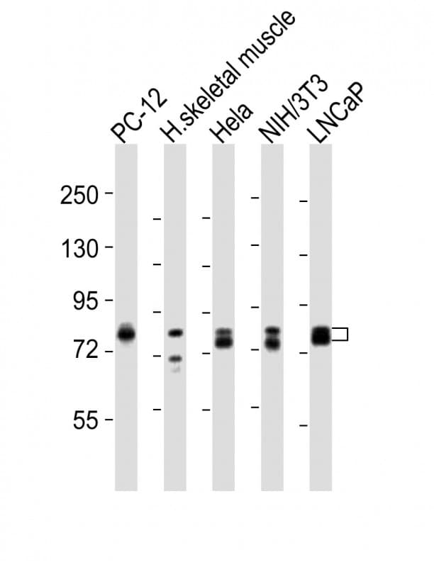 DNM1L / DRP1 Antibody (aa513-547)