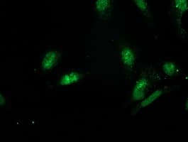 GSPT2 Antibody (clone OTI2G9)
