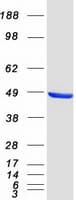 Human CTBP1 / CTBP Protein (Recombinant Myc-DDK (Flag))