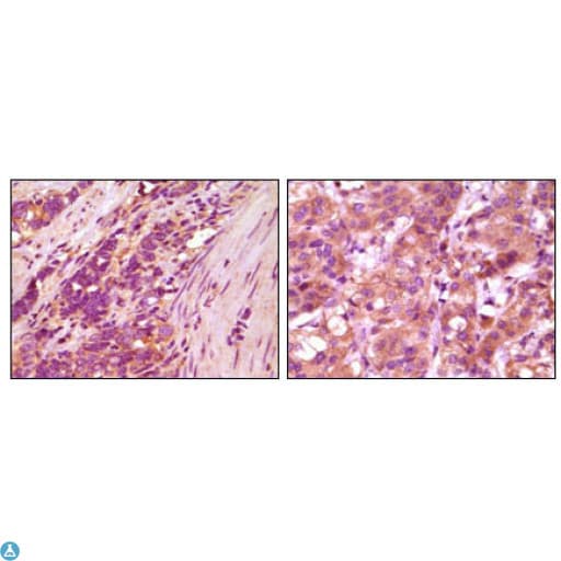 Monoclonal Mouse anti-Human FBLN5 / Fibulin 5 Antibody (IHC, WB)