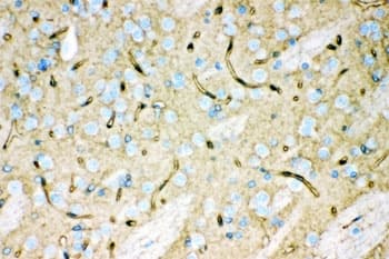AQP4 / Aquaporin 4 Antibody