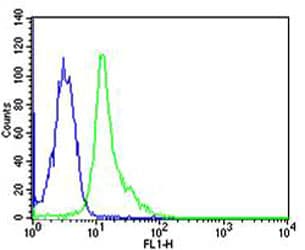 SYN / FYN Antibody (clone 1302CT390.118.237)