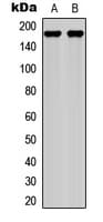 LAMC1 / Laminin Gamma 1 Antibody (C-Terminus)