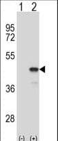 Polyclonal Rabbit anti-Mouse MAP2K1 / MKK1 / MEK1 Antibody (aa269-296, IHC, WB)
