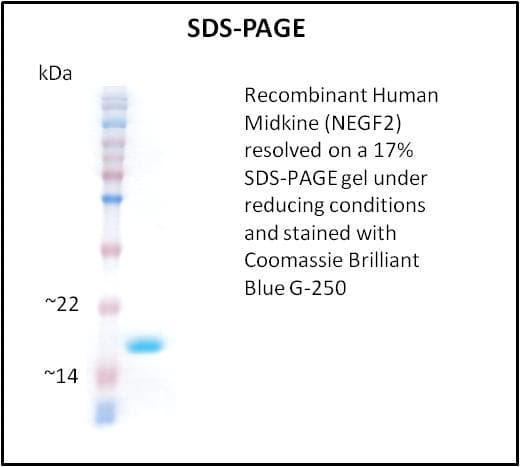 Human MDK / Midkine Protein (Recombinant)