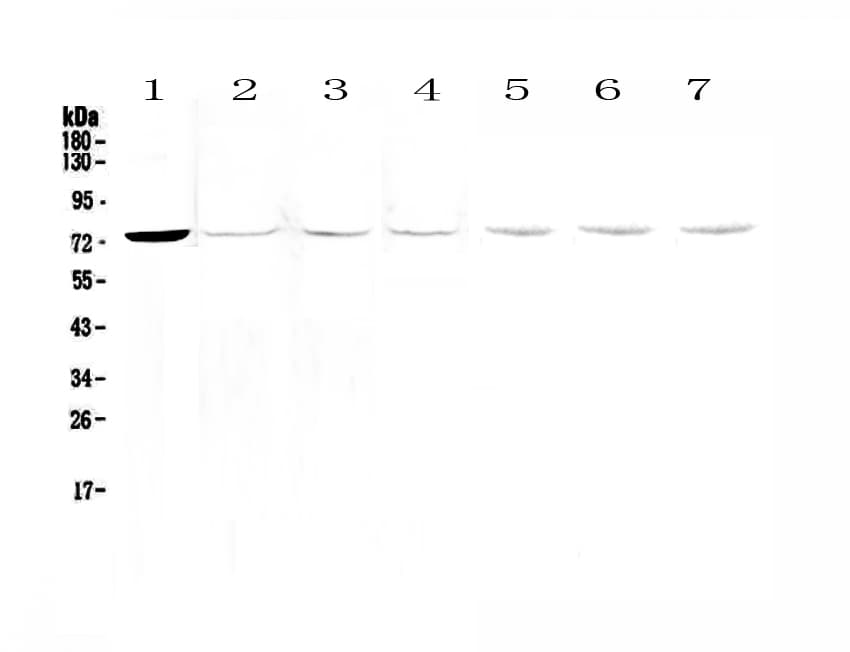 TEC Antibody