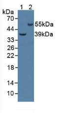 CAP2 Antibody (aa317-455, APC)
