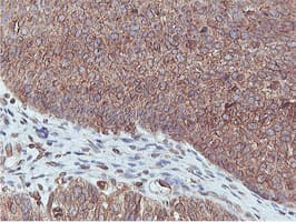 Monoclonal Mouse anti-Human APMAP / C20orf3 Antibody (clone 4F6, Carrier-free, IHC, WB)