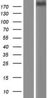 KIDINS220 / ARMS Protein (Over-Expression Lysate Myc-DDK (Flag))